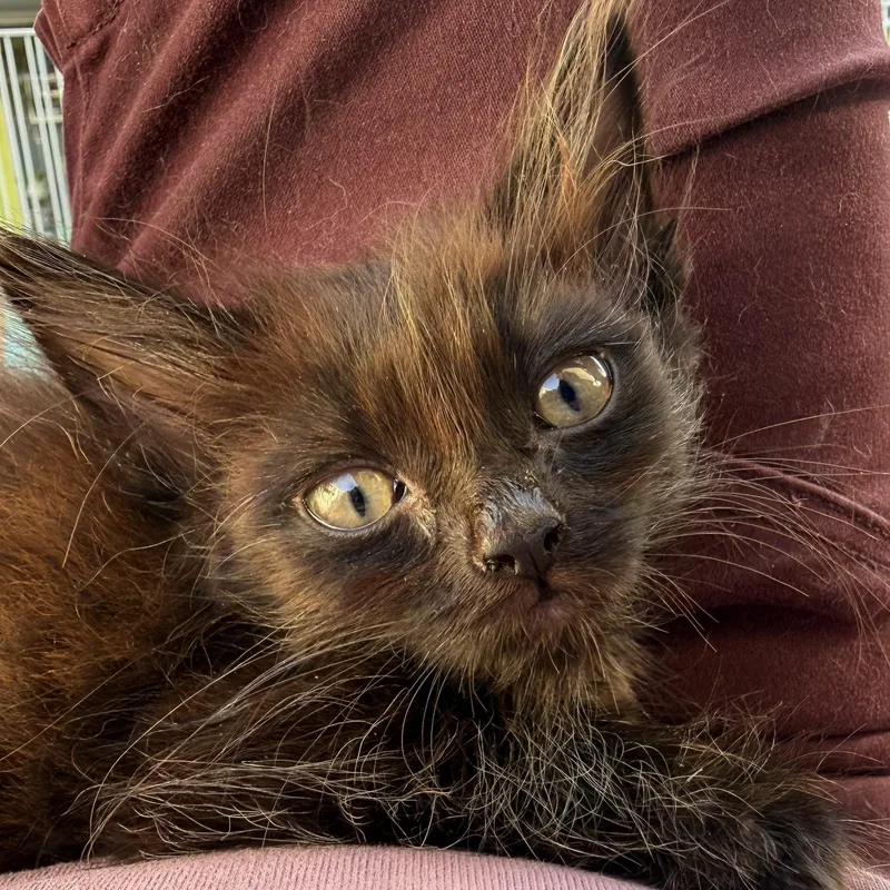 A baby small-sized male Black Domestic Long Hair cat named Susuwatari for adoption in Sherman Oaks, CA