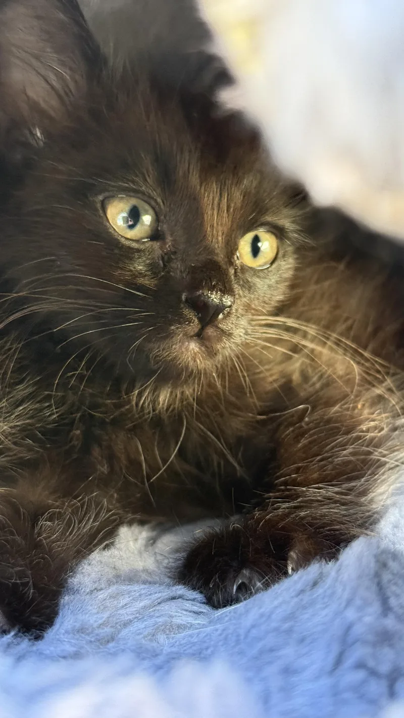 Susuwatari thumbnail 4