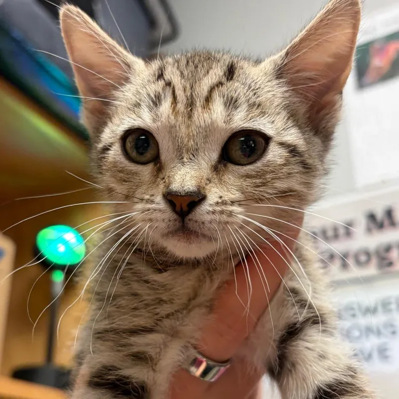 A baby small-sized female Black Domestic Short Hair cat named Eda for adoption in Chattanooga, TN