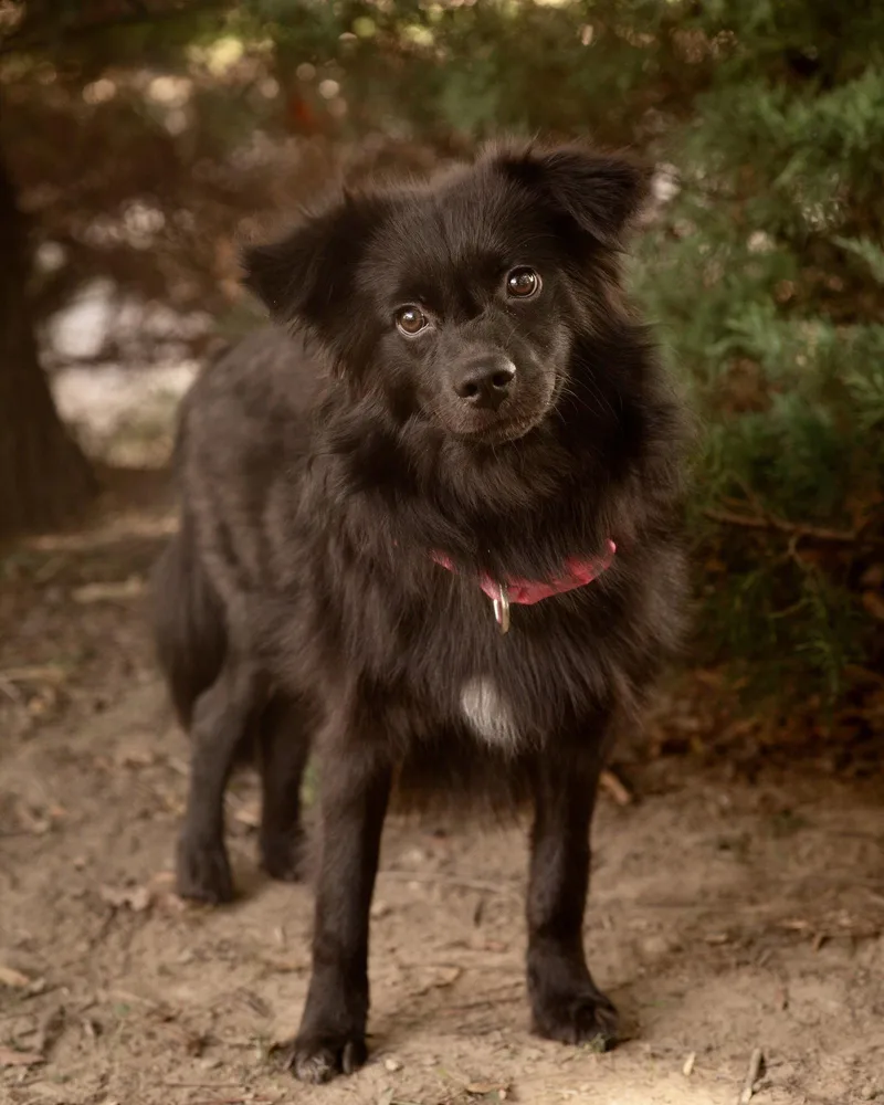 A baby small-sized female Pomeranian dog named Chi Chi for adoption in Southaven, MS