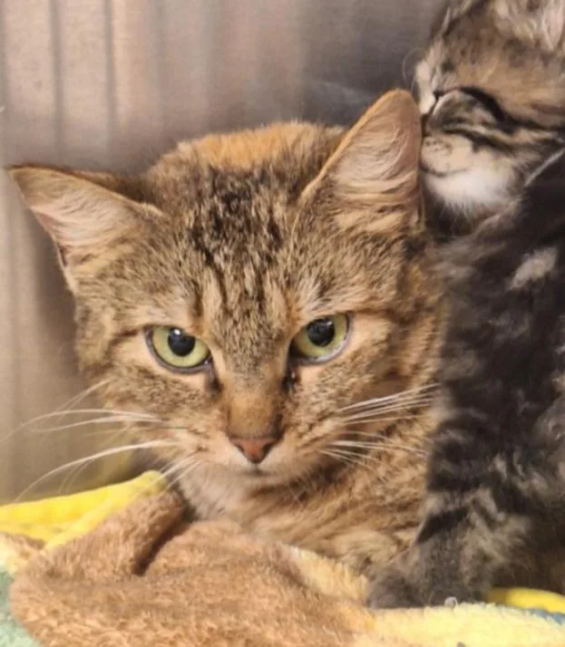 A young small-sized female Domestic Short Hair cat named Valkyrie for adoption in Indiana, PA