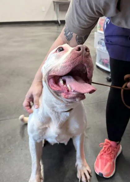 An adult large-sized female Mixed Breed dog named Miss Lyle for adoption in Atlanta, GA