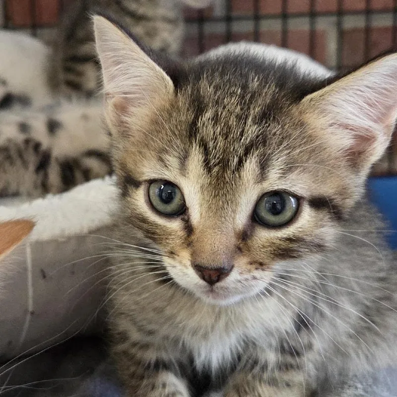 A baby small-sized male Gray / Blue / Silver Domestic Short Hair cat named Exxon for adoption in Camden, DE