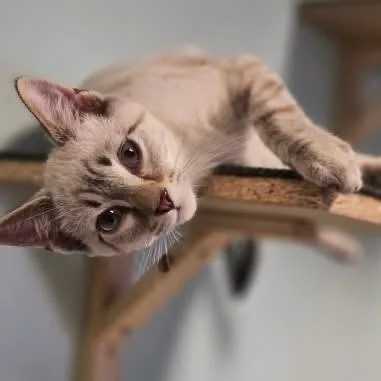 A baby medium-sized male Siamese cat named Herb for adoption in Hopkinsville, KY