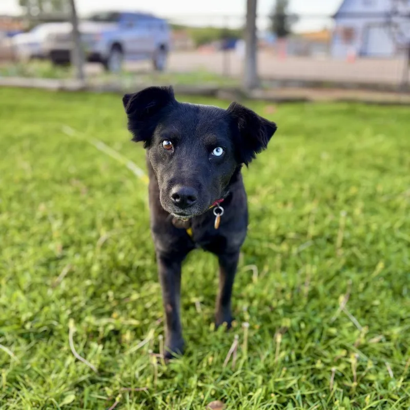 An adult medium-sized female Black Mixed Breed dog named Misty for adoption in Prescott, AZ