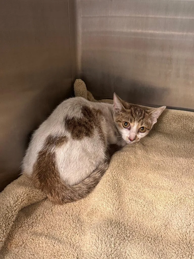 A young medium-sized female Domestic Short Hair cat named Misty for adoption in Clarksville, TN