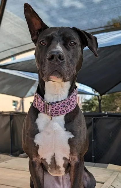 Twyla  `a Priority thumbnail 2