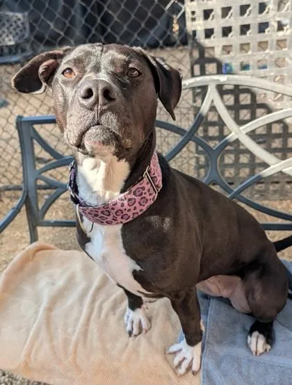 Twyla  `a Priority thumbnail 3