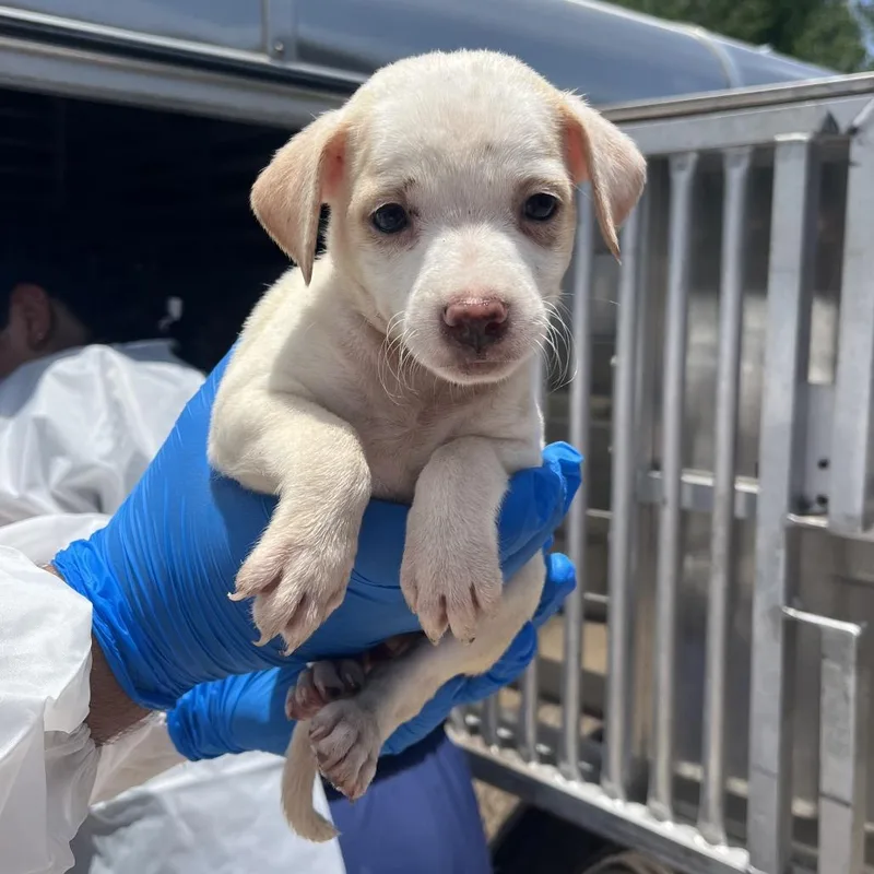 A baby small-sized female White / Cream Shepherd dog named Fig for adoption in Edinburg, TX