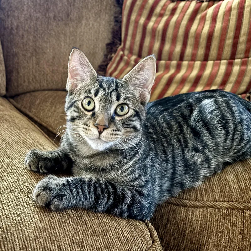 Drummer Boy thumbnail 2