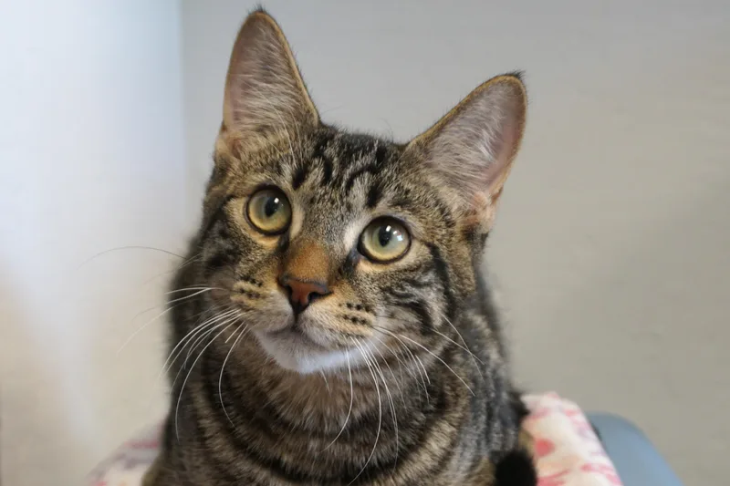 Drummer Boy thumbnail 3