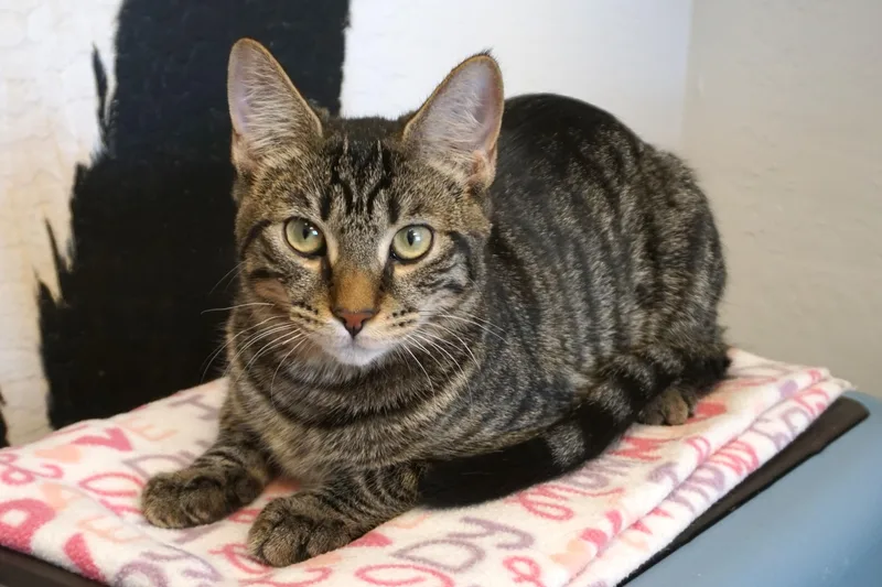 Drummer Boy thumbnail 4