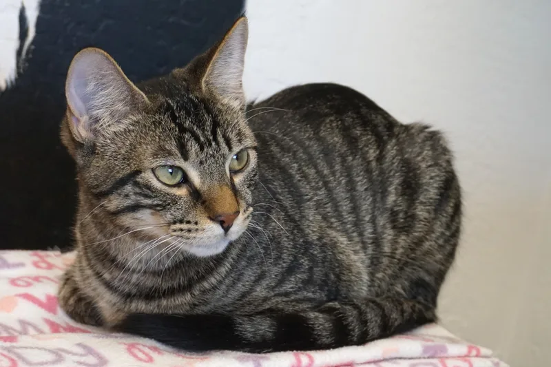 Drummer Boy thumbnail 6