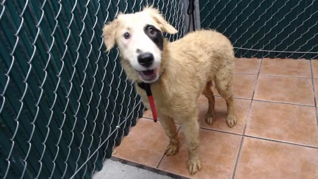 A young medium-sized female Terrier dog named Baby for adoption in Downey, CA