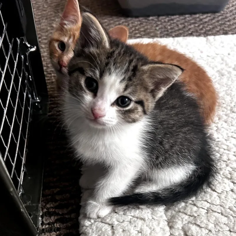 A baby small-sized female Gray / Blue / Silver Domestic Short Hair cat named Slinky for adoption in Dixon, IL