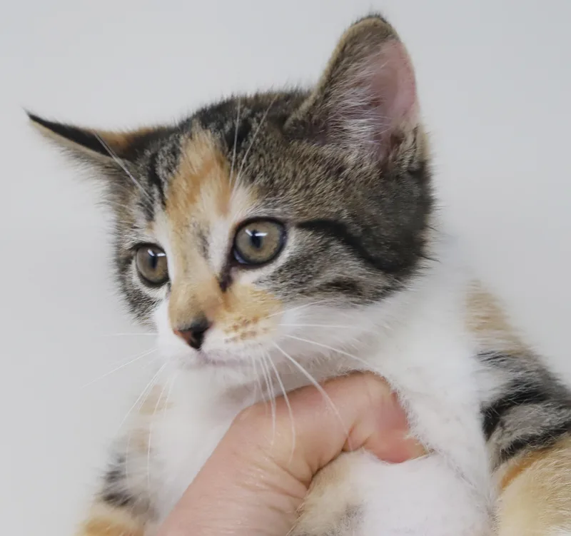 A baby small-sized female Dilute Calico cat named Iron Maiden Is Our for adoption in Bedford Hills, NY