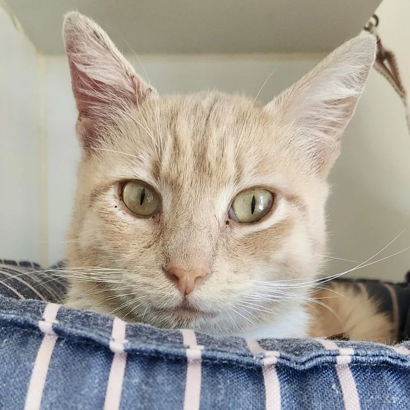 A young small-sized male Orange / Red Domestic Short Hair cat named Dreamsicle for adoption in Oakland, CA