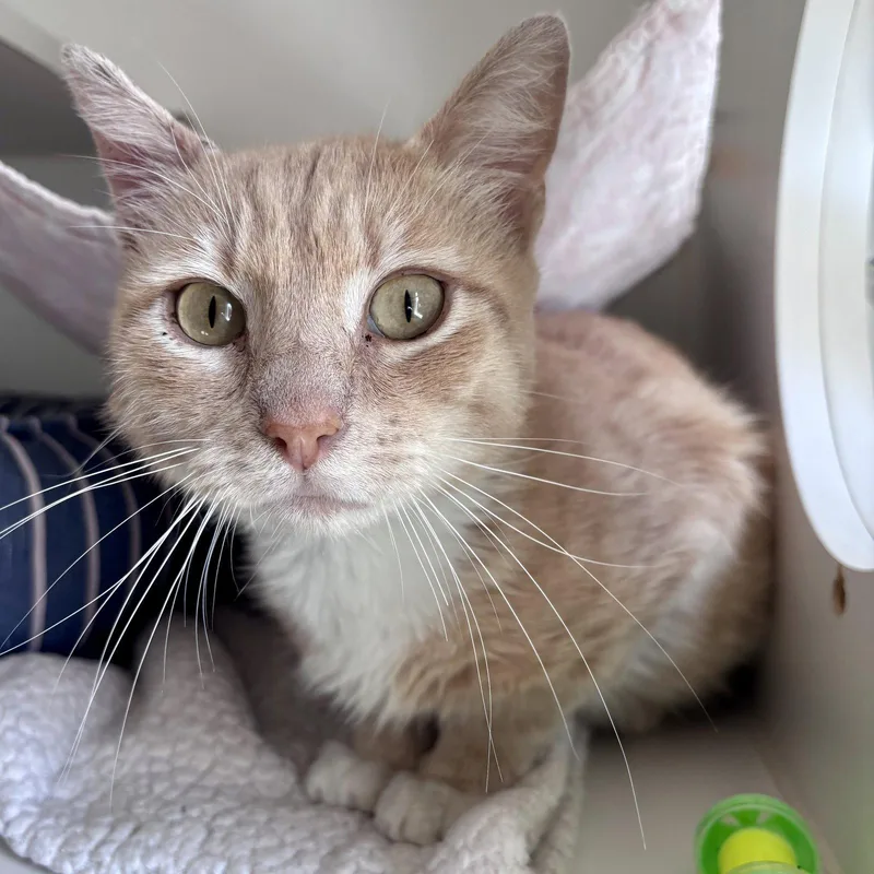 Dreamsicle thumbnail 2