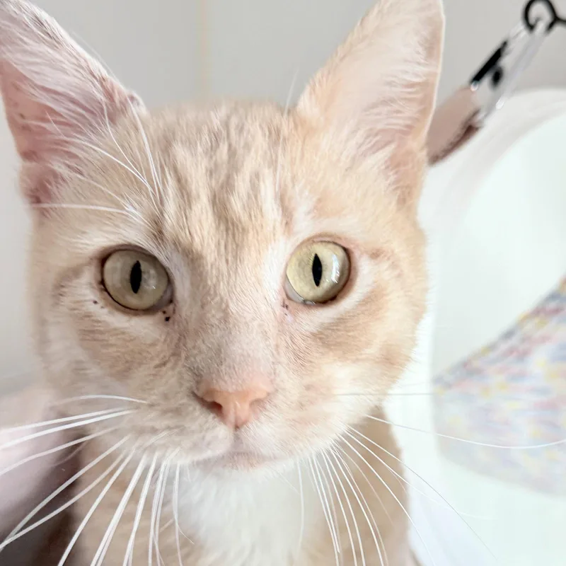 Dreamsicle thumbnail 3