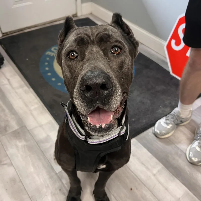 An adult large-sized female Cane Corso dog named Joan Marjorie for adoption in St. Peters, MO