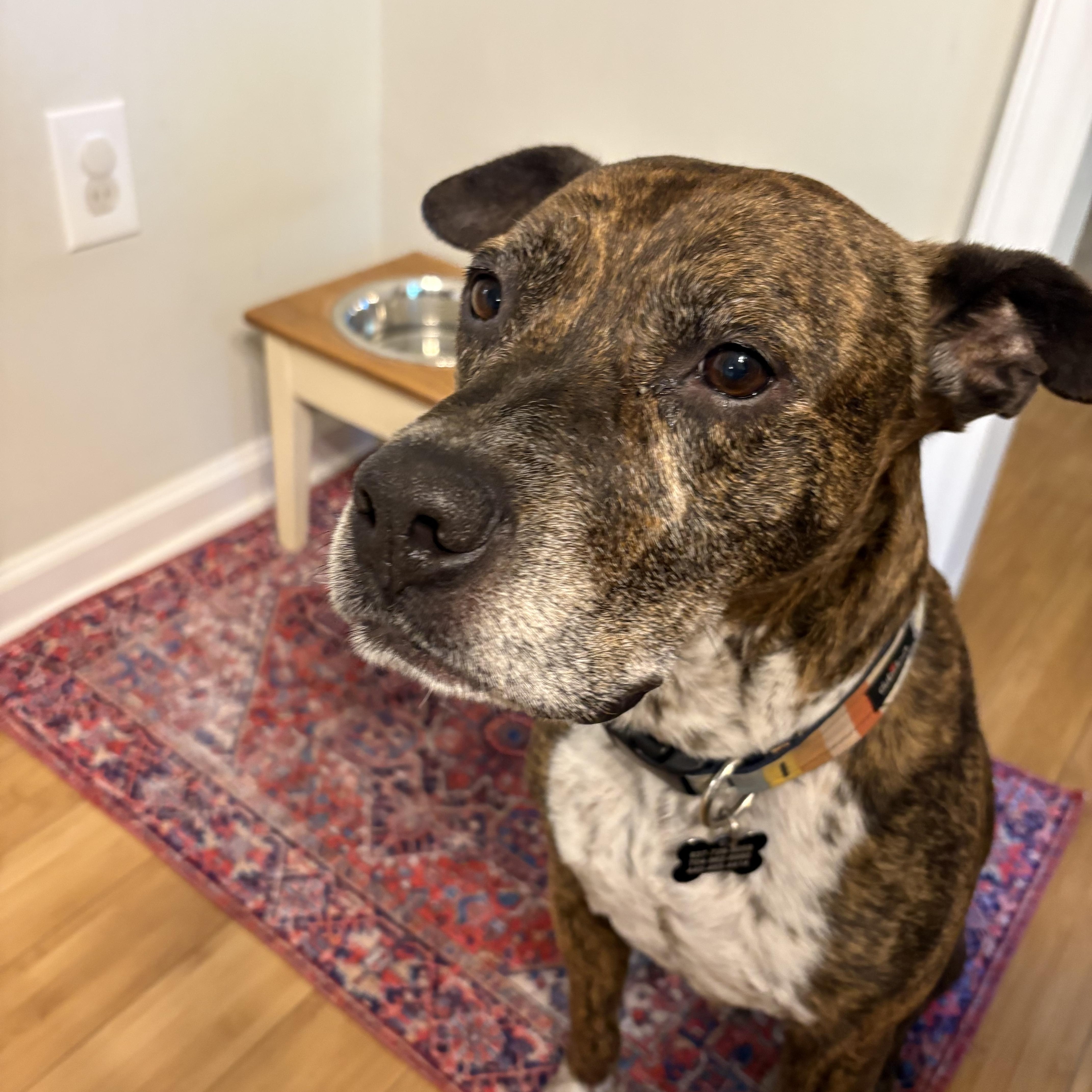 An adult medium-sized male Mixed Breed dog named Bernie for adoption in Charlotte, NC