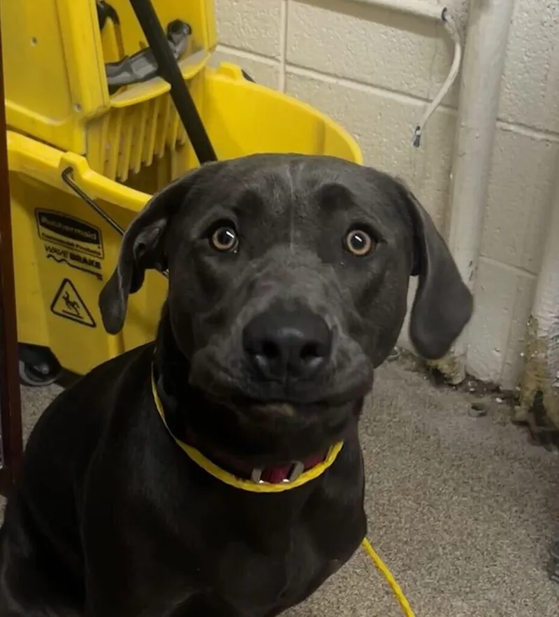A young medium-sized female Weimaraner dog named Lucy for adoption in Fruit Heights, UT
