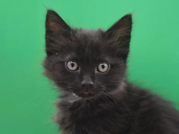 A baby small-sized female Domestic Medium Hair cat named Meias for adoption in Portland, OR