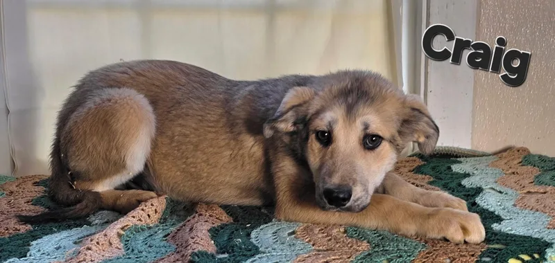 A baby medium-sized male Yellow / Tan / Blond / Fawn Boxer dog named Craig for adoption in Watertown, CT