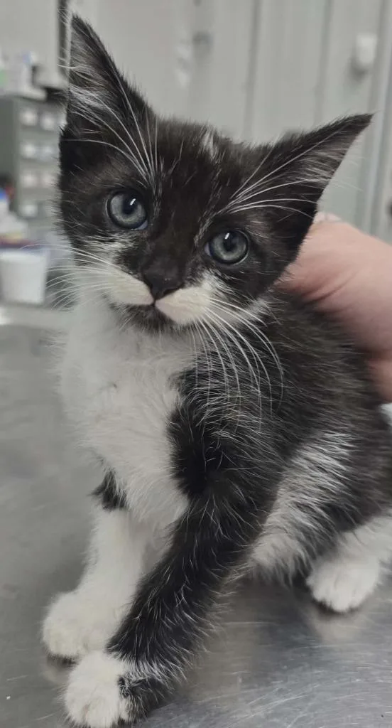 A baby small-sized male Domestic Short Hair cat named Dason for adoption in Hillsdale, IN