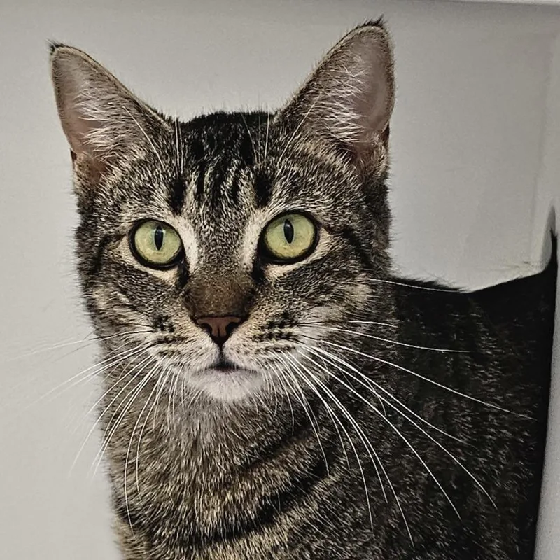 An adult large-sized female Domestic Short Hair cat named Layla Roo for adoption in Cumming, GA