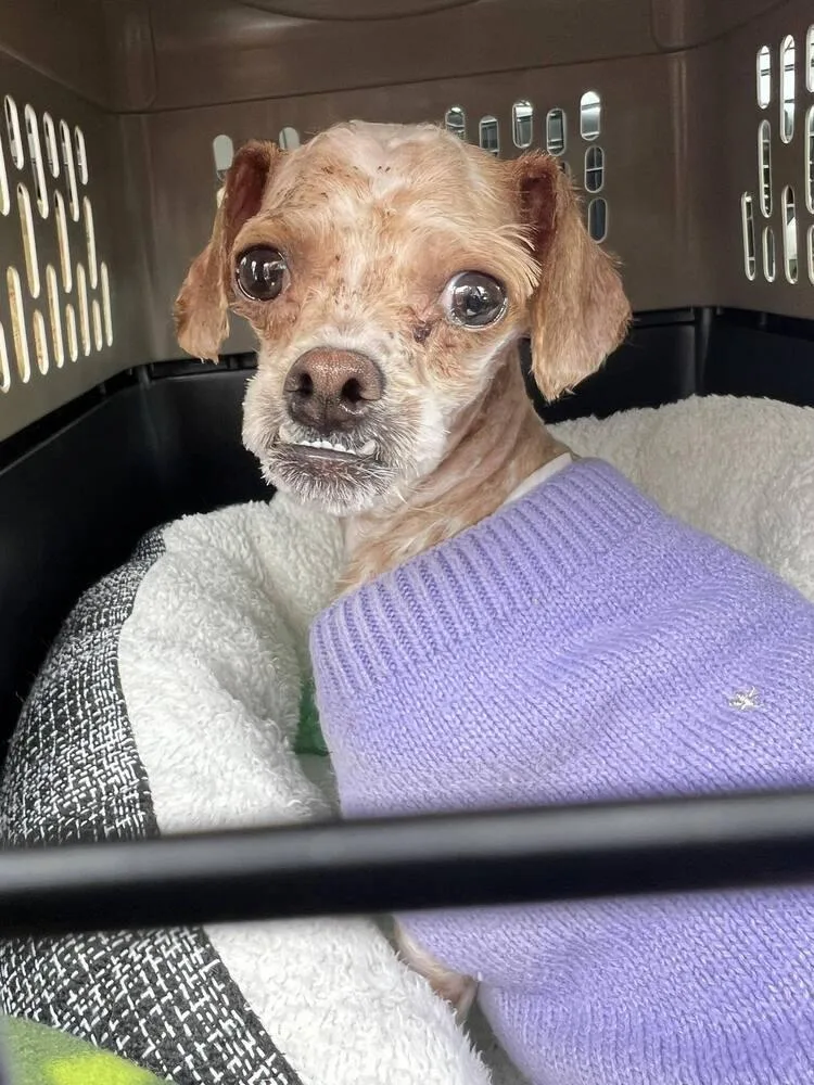 A young small-sized female Tricolor (Brown, Black, & White) Poodle dog named Pinky for adoption in Claremont, CA