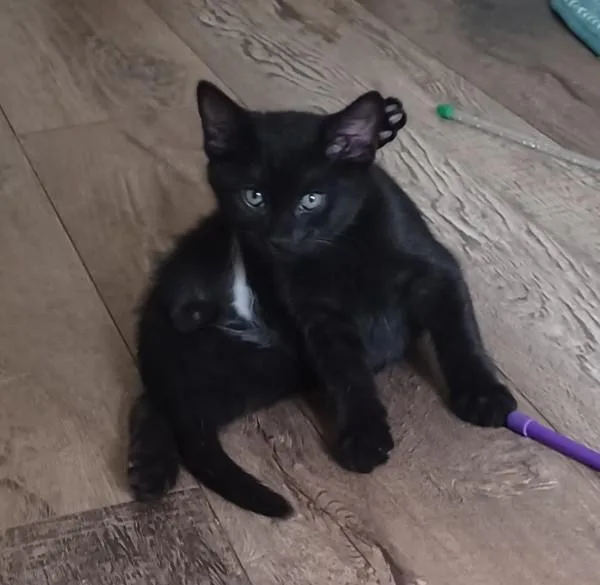 A baby medium-sized male Black Domestic Short Hair cat named Jeff for adoption in Bolingbrook, IL