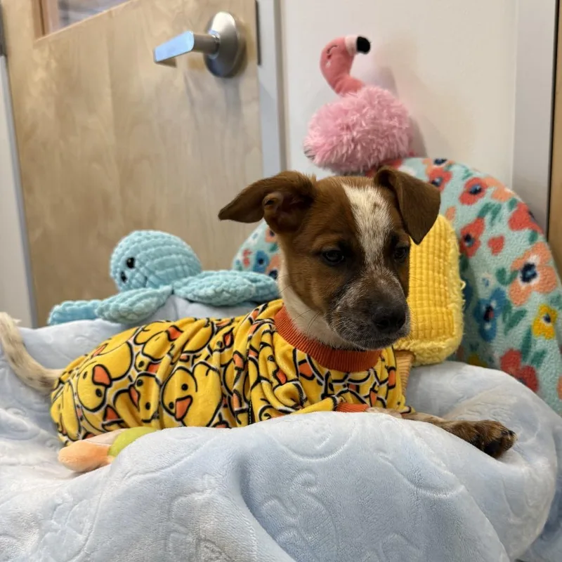 A baby small-sized male White / Cream Mixed Breed dog named Life Jacket Louie for adoption in Austin, TX