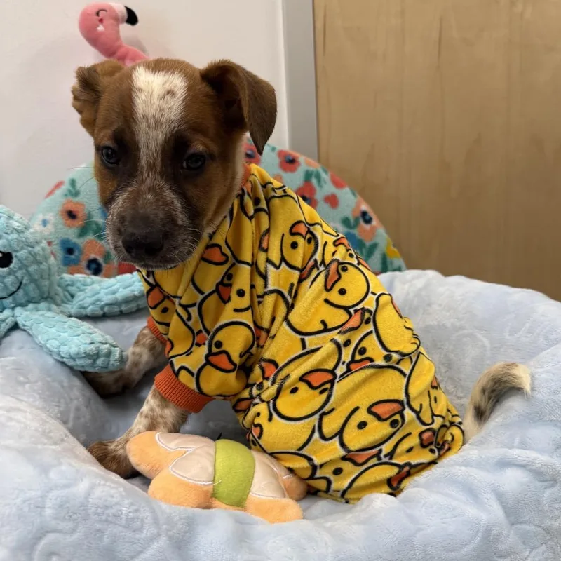 Life Jacket Louie thumbnail 2