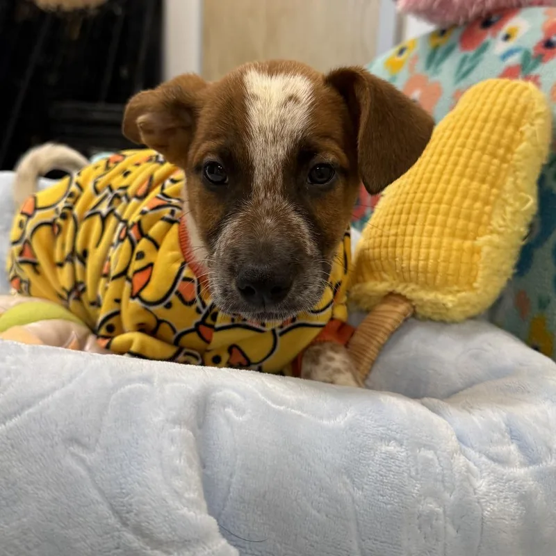 Life Jacket Louie thumbnail 3