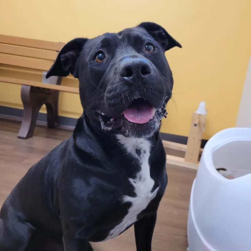 An adult large-sized male Black Pit Bull Terrier dog named Zeus for adoption in Nashville, IN