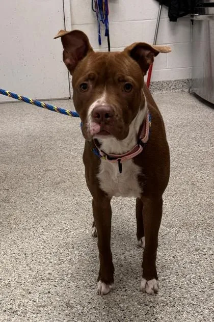 A young large-sized female Brown / Chocolate Pit Bull Terrier dog named Soleil for adoption in Kansas City, MO