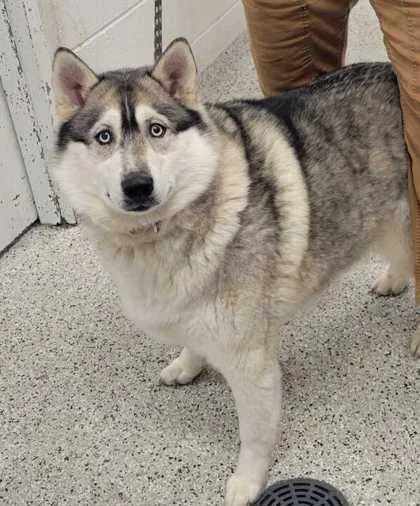 An adult large-sized female Black Siberian Husky dog named Echo for adoption in Kansas City, MO