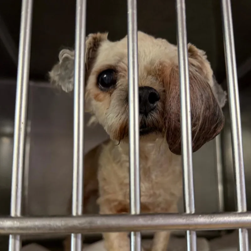 A senior small-sized female White / Cream Shih Tzu dog named Sissy for adoption in Northbrook, IL