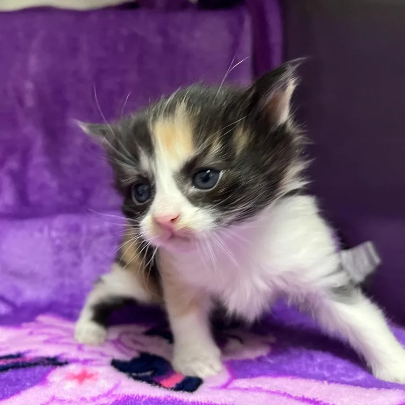 A baby small-sized female White Domestic Medium Hair cat named Calliope for adoption in Henderson, NV