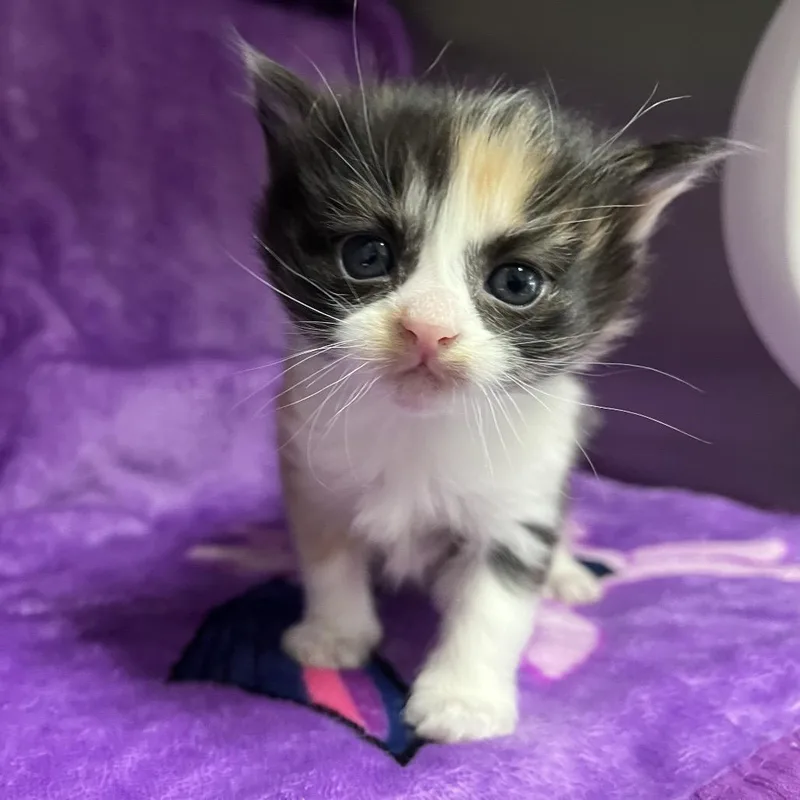 Calliope thumbnail 2