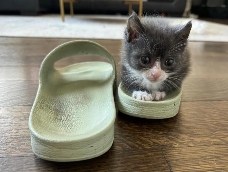 A baby small-sized male Gray & White Domestic Short Hair cat named Reed for adoption in New York, NY