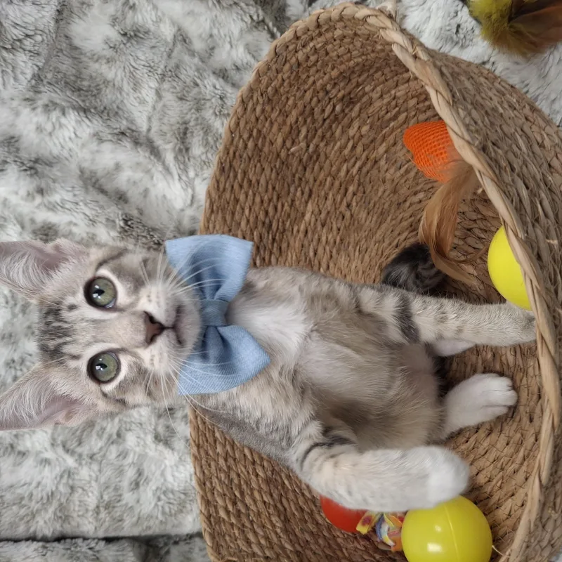 A baby small-sized male Gray / Blue / Silver Tabby cat named Francois for adoption in Yorba Linda, CA