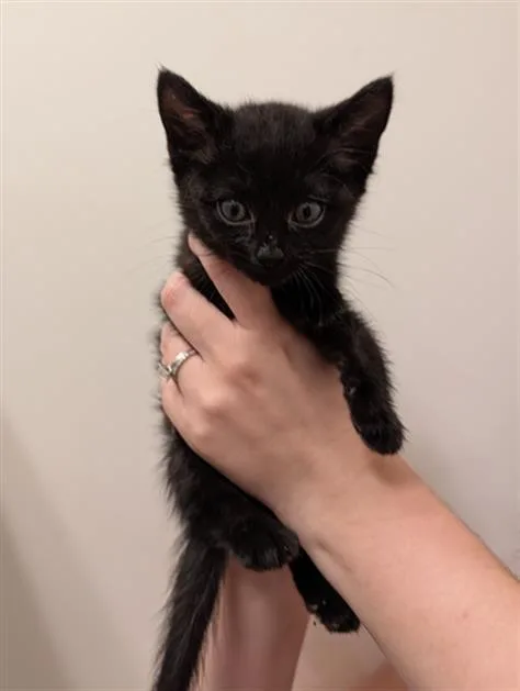 A baby small-sized female Domestic Medium Hair cat named Agatha for adoption in Charlotte, NC