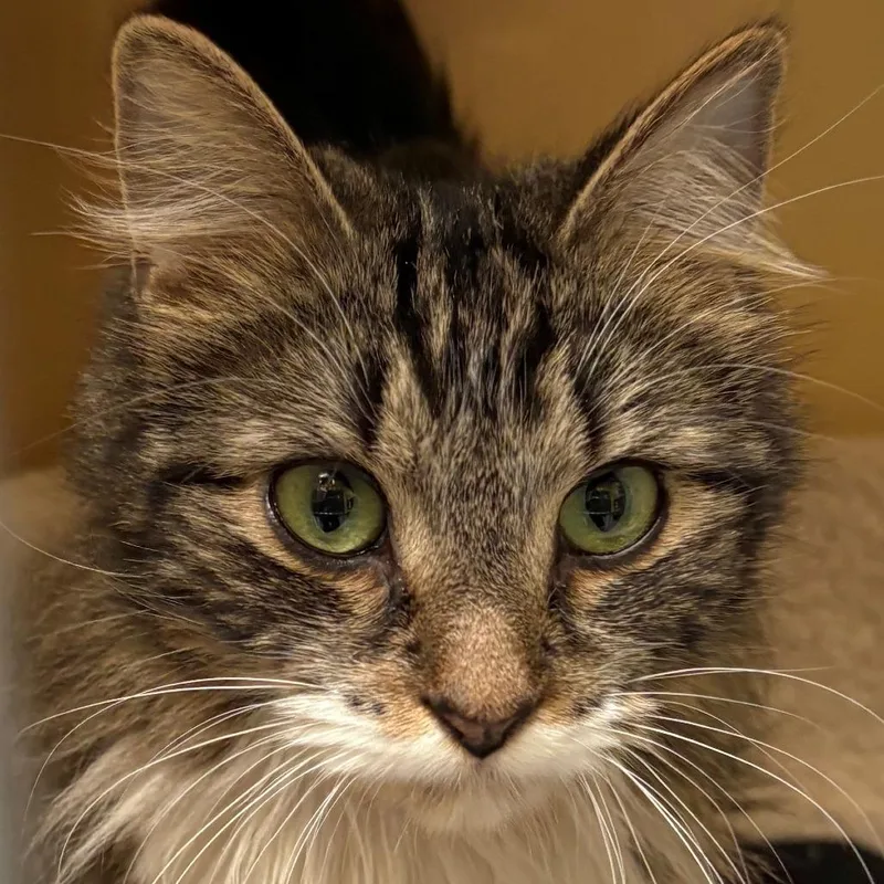 A young medium-sized female White Domestic Long Hair cat named Evelyn for adoption in East Hanover, NJ
