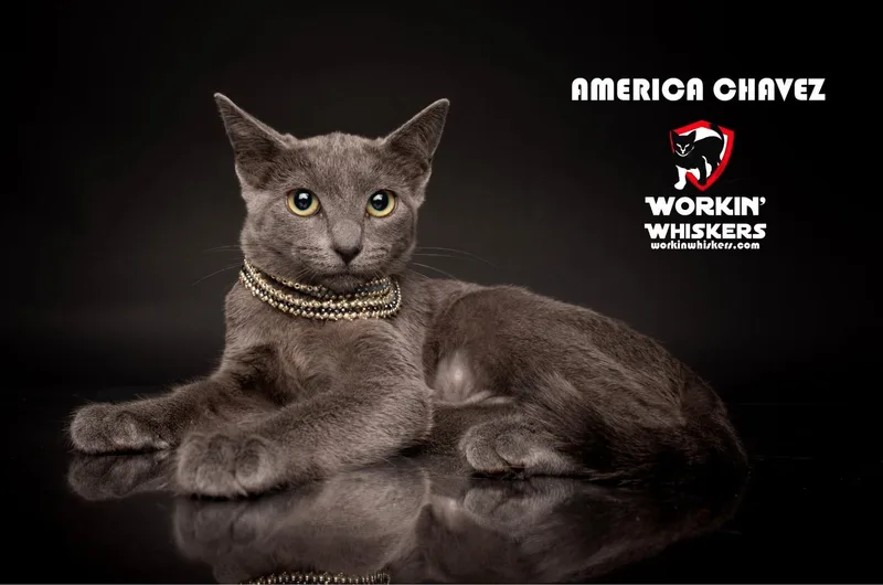 A baby medium-sized female Gray / Blue / Silver Russian Blue cat named America Chavez for adoption in HEMET, CA