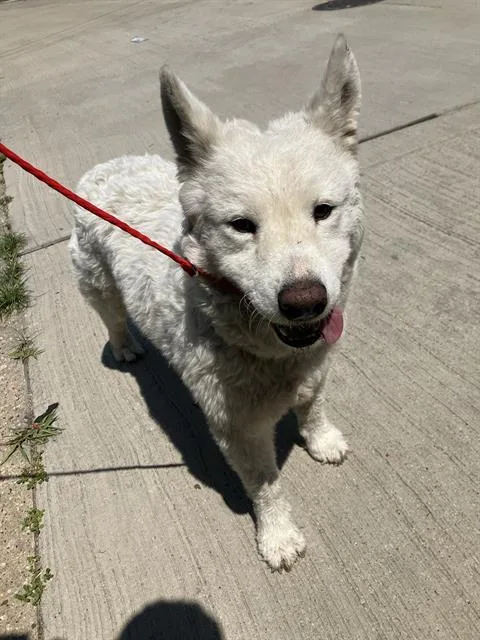 A young large-sized female Mixed Breed dog named Snowball for adoption in Dallas, TX