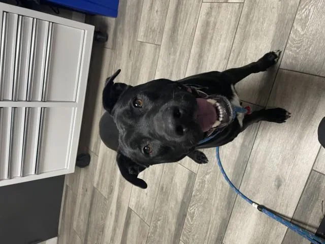 A young large-sized male Labrador Retriever dog named Dante for adoption in Redlands, CA