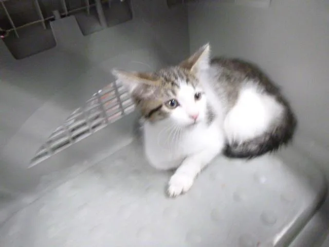 A baby small-sized male Domestic Short Hair cat named Tatem for adoption in Kalamazoo, MI