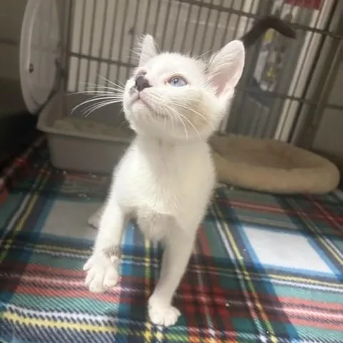 A baby medium-sized female White Domestic Short Hair cat named Sunny for adoption in Allen, TX